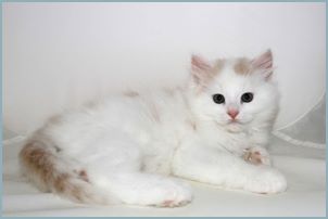 Male Siberian Kitten from Deedlebug Siberians